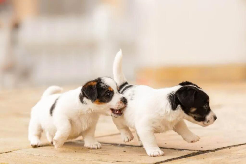 Cuccioli di Jack Russell Terrier - due cuccioli che giocano tra loro