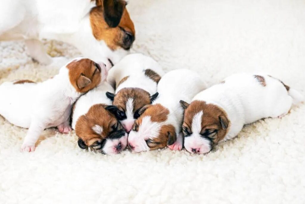 Cuccioli di Jack Russell Terrier - un gruppo di cuccioli che dormono su un tappeto bianco