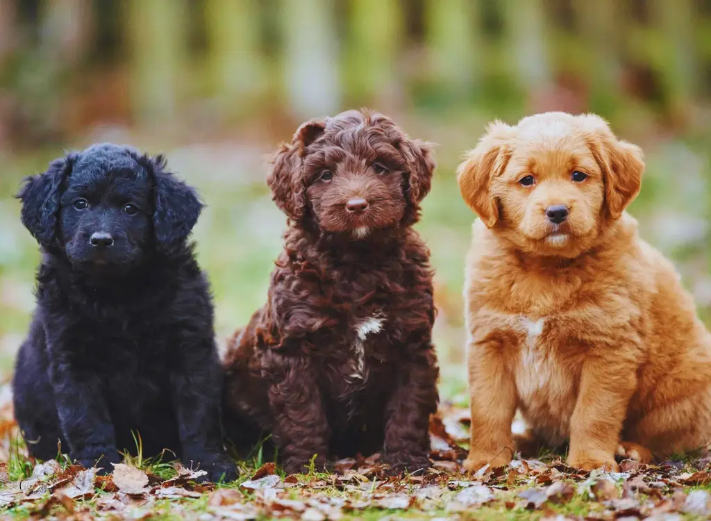 Cuccioli di Labradoodle - tre cuccioli seduti tra le foglie