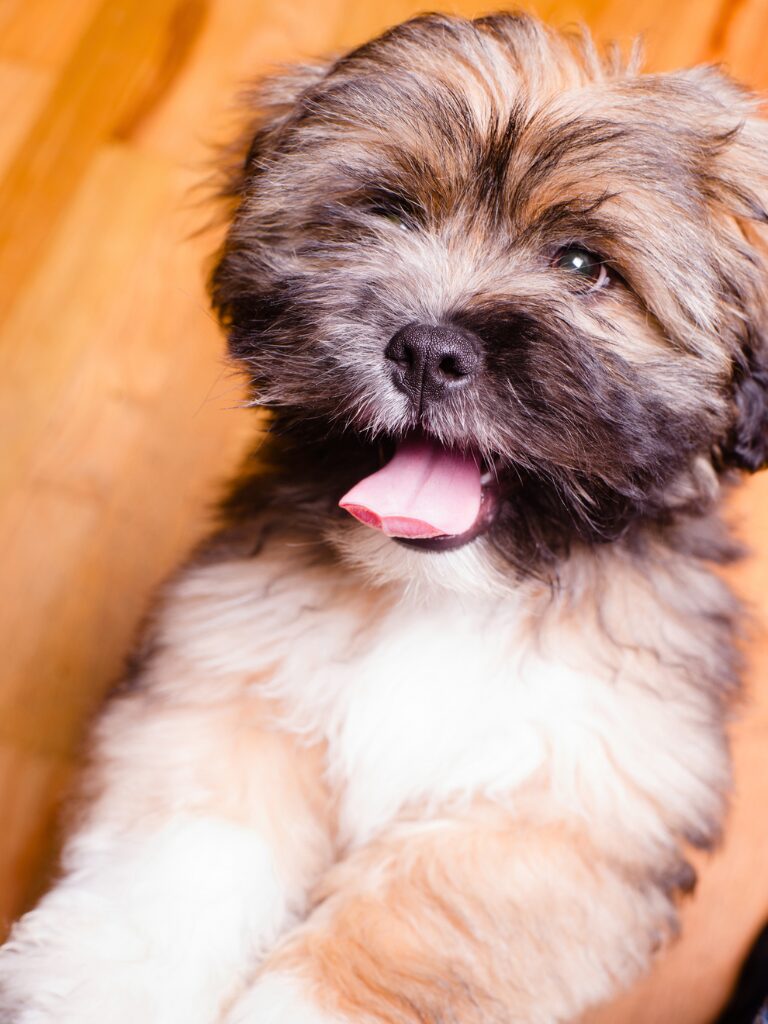 Cuccioli di Lhasa Apso - un piccolo cane seduto su un pavimento di legno