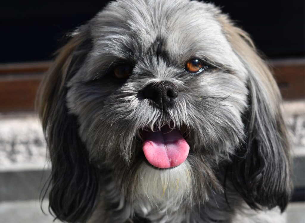 Cuccioli di Lhasa Apso - un cane con la lingua fuori