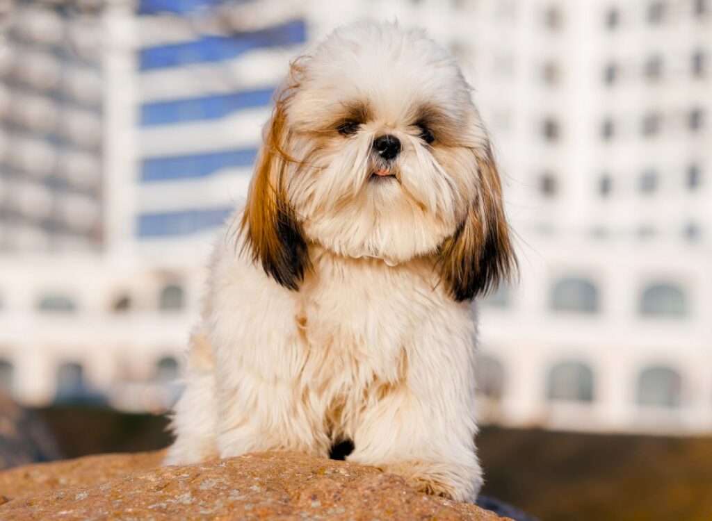 Cuccioli di Lhasa Apso - un cagnolino seduto sulla cima di una roccia