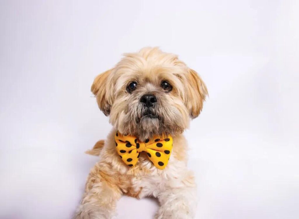 Cuccioli di Lhasa Apso - un cagnolino con un papillon giallo