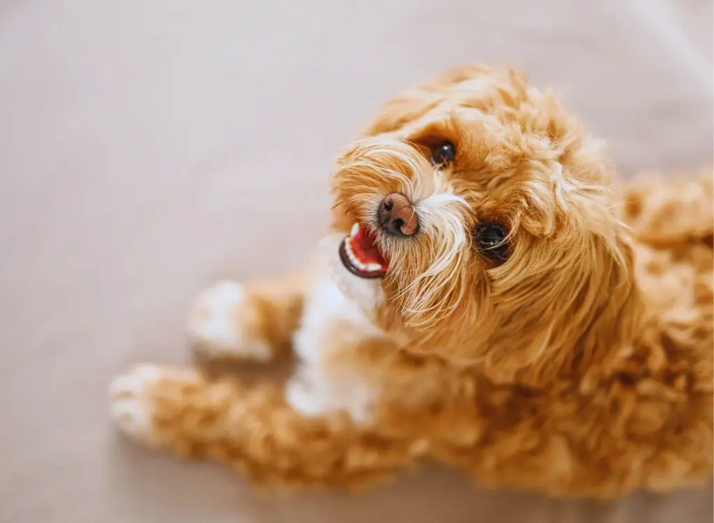 Cuccioli di Maltipoo - un piccolo cane con la bocca aperta