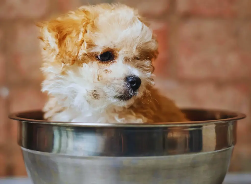 Cuccioli di Maltipoo - un piccolo cane seduto in una ciotola