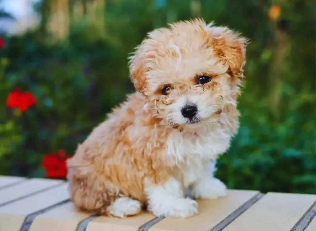 Cuccioli di Maltipoo - un piccolo cane seduto sopra un tavolo di legno