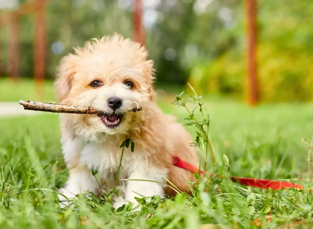 Cuccioli di Maltipoo - un cagnolino con un bastone in bocca