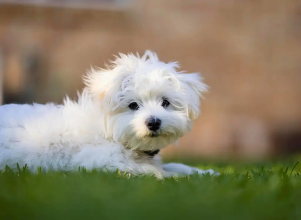 Cuccioli di Maltipoo - un piccolo cane bianco sdraiato sull'erba