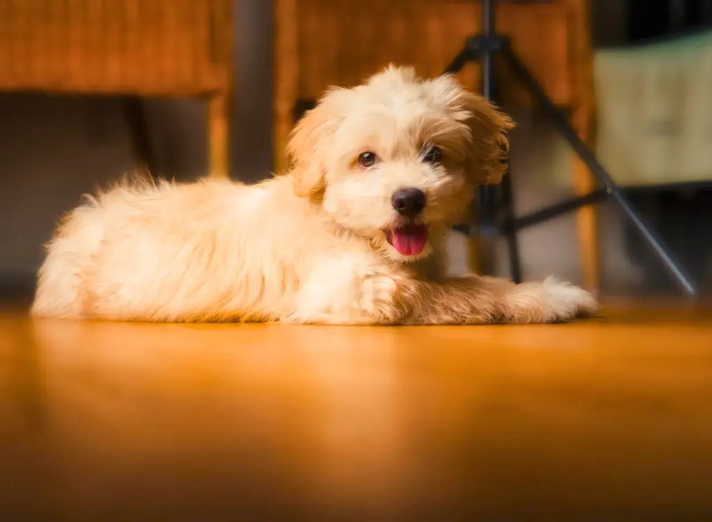 Cuccioli di Maltipoo - un piccolo cane bianco sdraiato sul pavimento