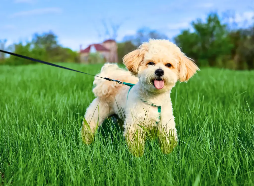 Cuccioli di Maltipoo - un cagnolino cammina nell'erba