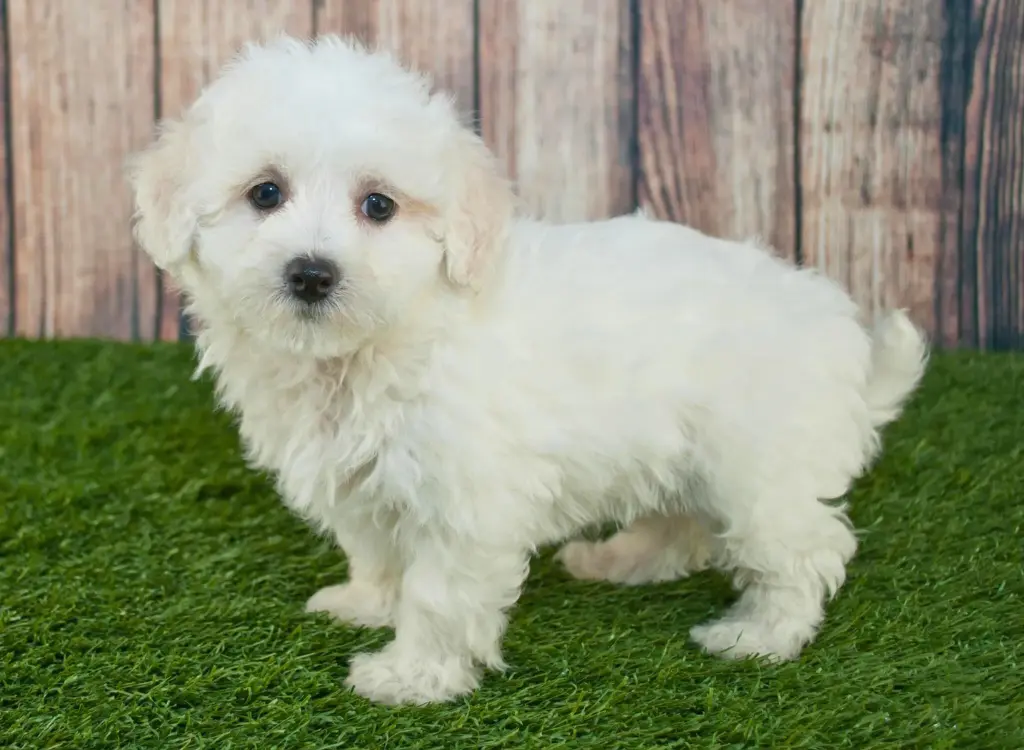 Cuccioli di Maltipoo - un cucciolo bianco in piedi sull'erba