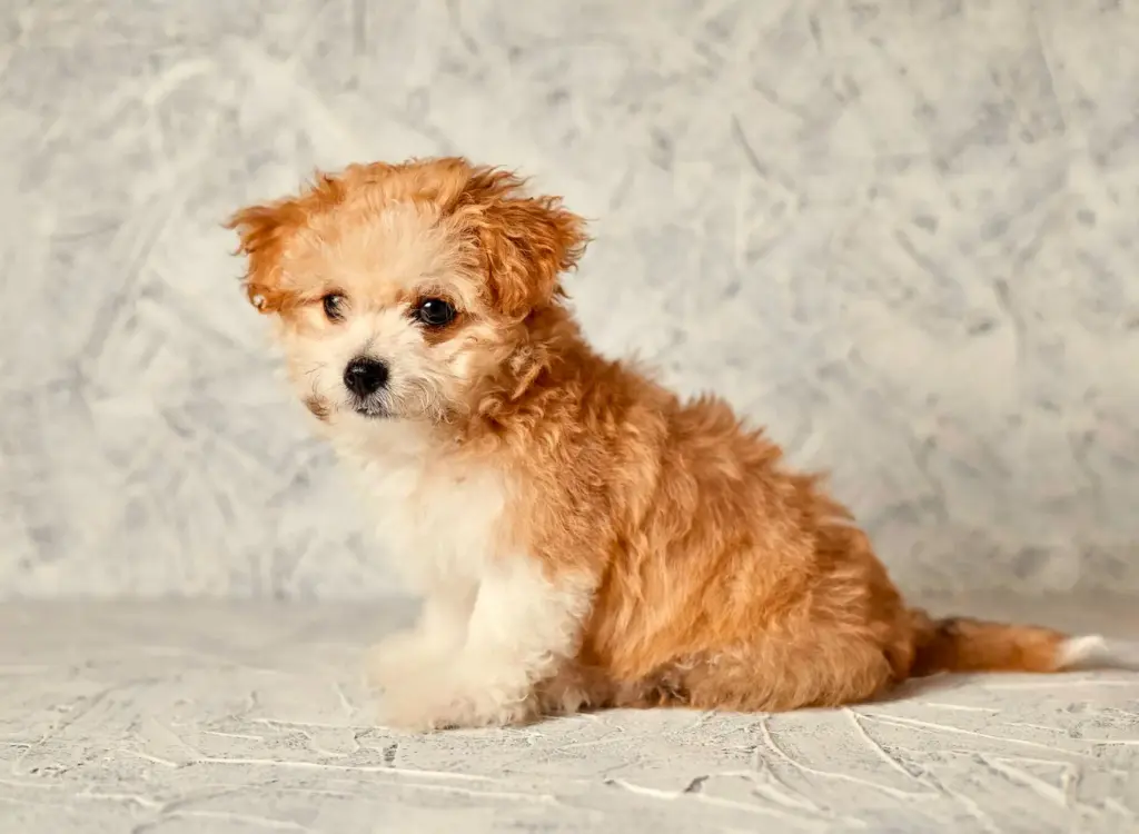 Cuccioli di Maltipoo - un piccolo cane seduto su una superficie bianca