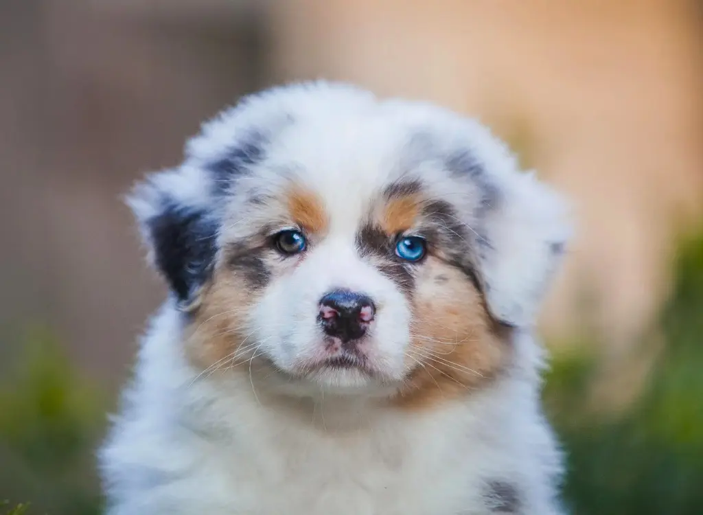 Cuccioli di Pastore Australiano 10 1