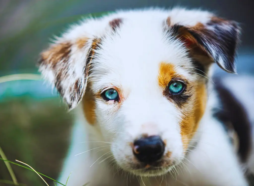 Cuccioli di Pastore Australiano 11 2