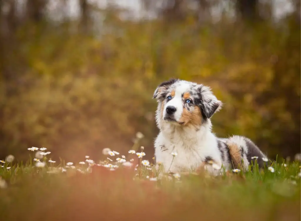 Cuccioli di Pastore Australiano 12 3