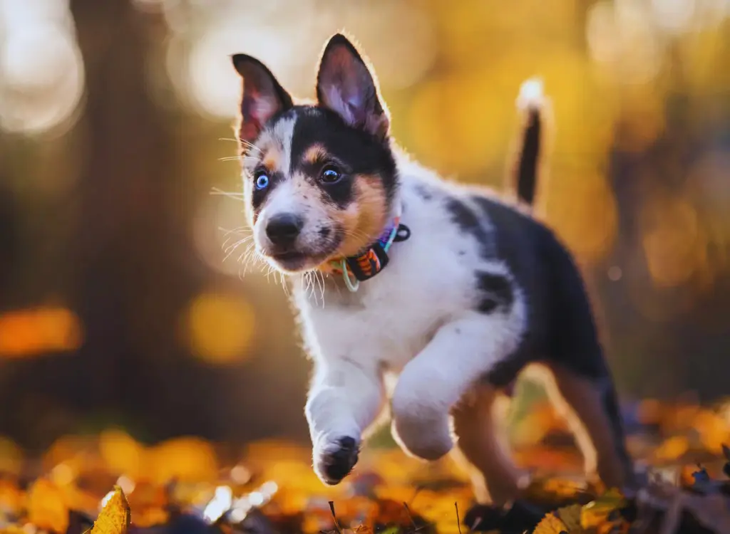 Cuccioli di Pastore Australiano - un cagnolino che corre tra le foglie del bosco