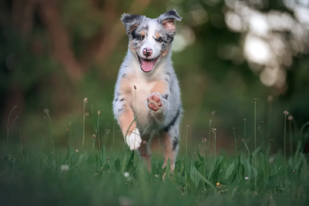 Cuccioli di Pastore Australiano - un cucciolo che corre nell'erba con la lingua fuori