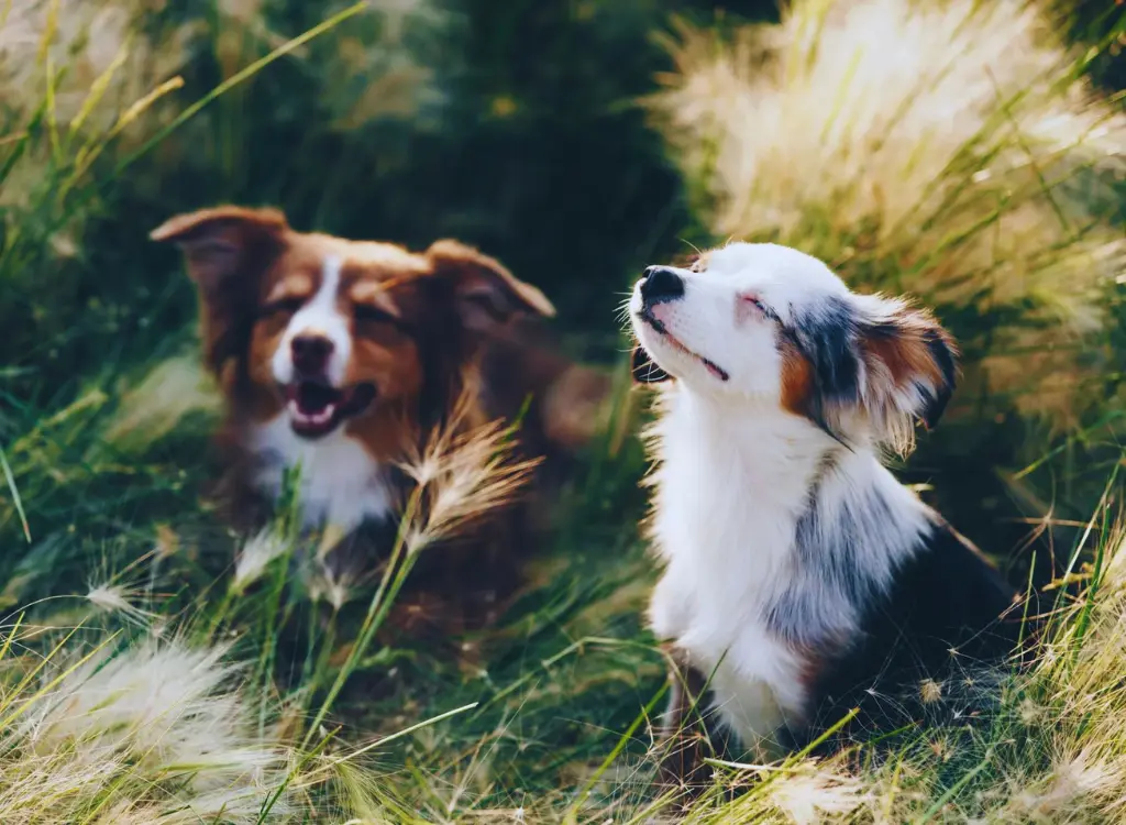 Cuccioli di Pastore Australiano - due cani sono seduti sull'erba