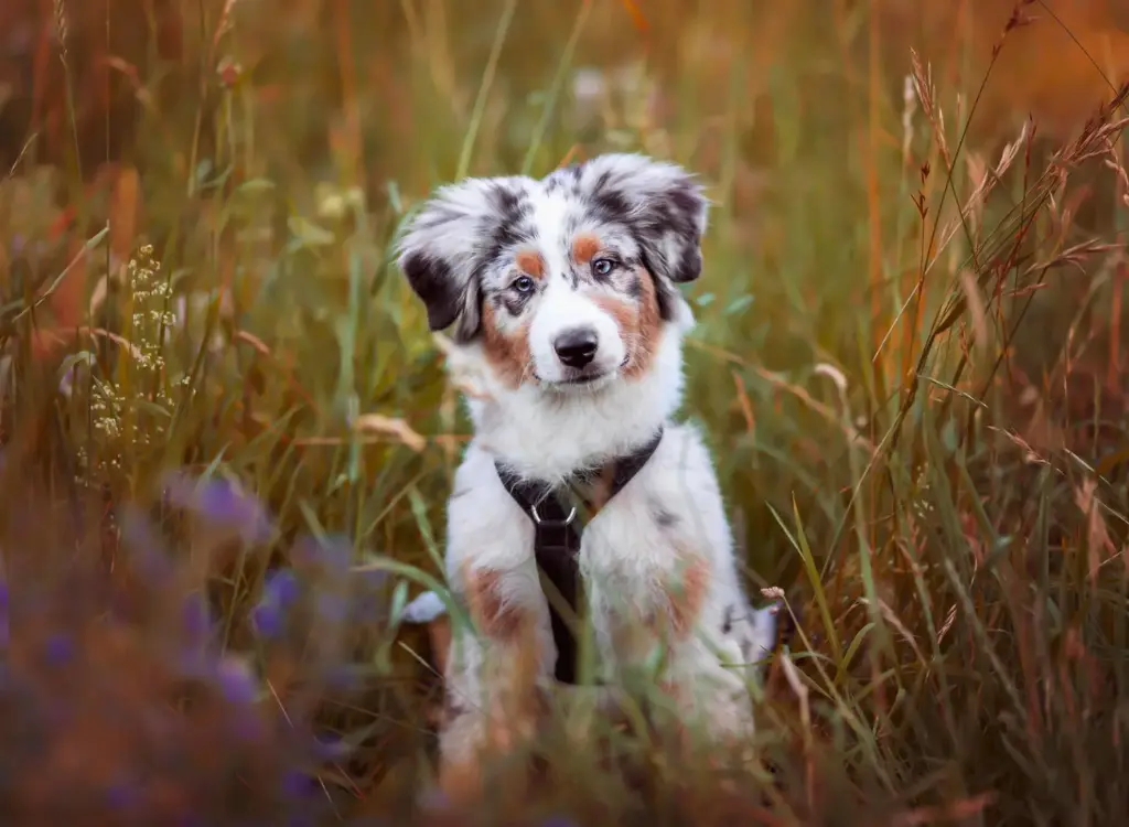 Cuccioli di Pastore Australiano - un cane sta in piedi nell'erba alta