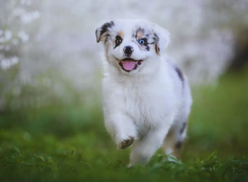 Cuccioli di Pastore Australiano - un cagnolino che corre nell'erba