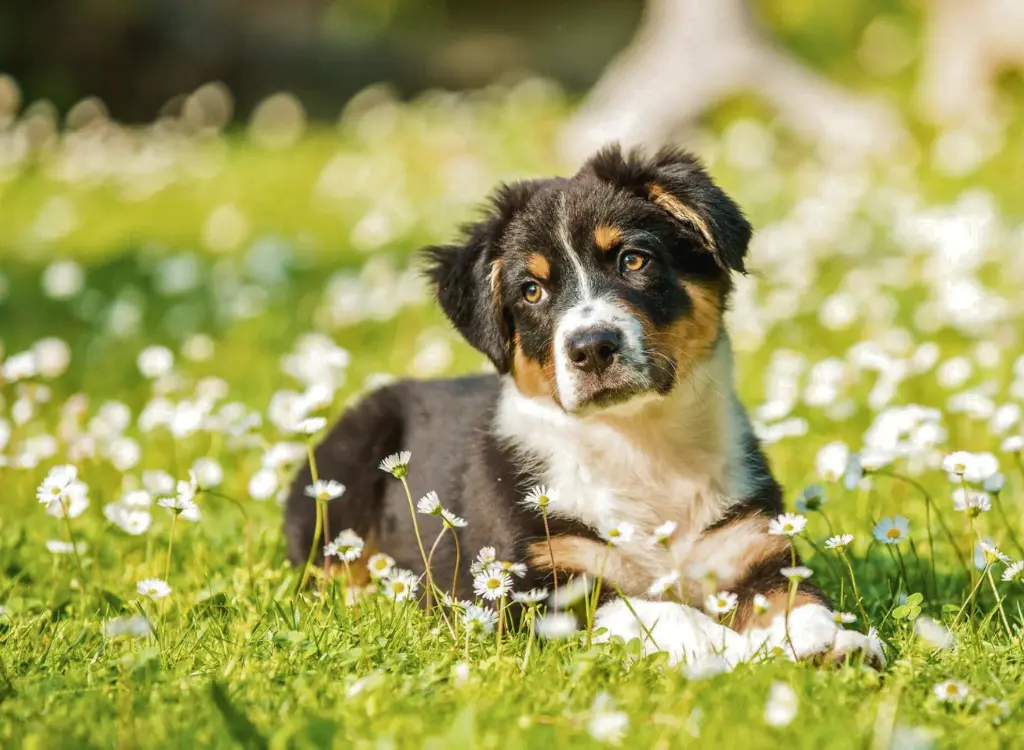 Cuccioli di Pastore Australiano - un cucciolo sdraiato sull'erba con fiori