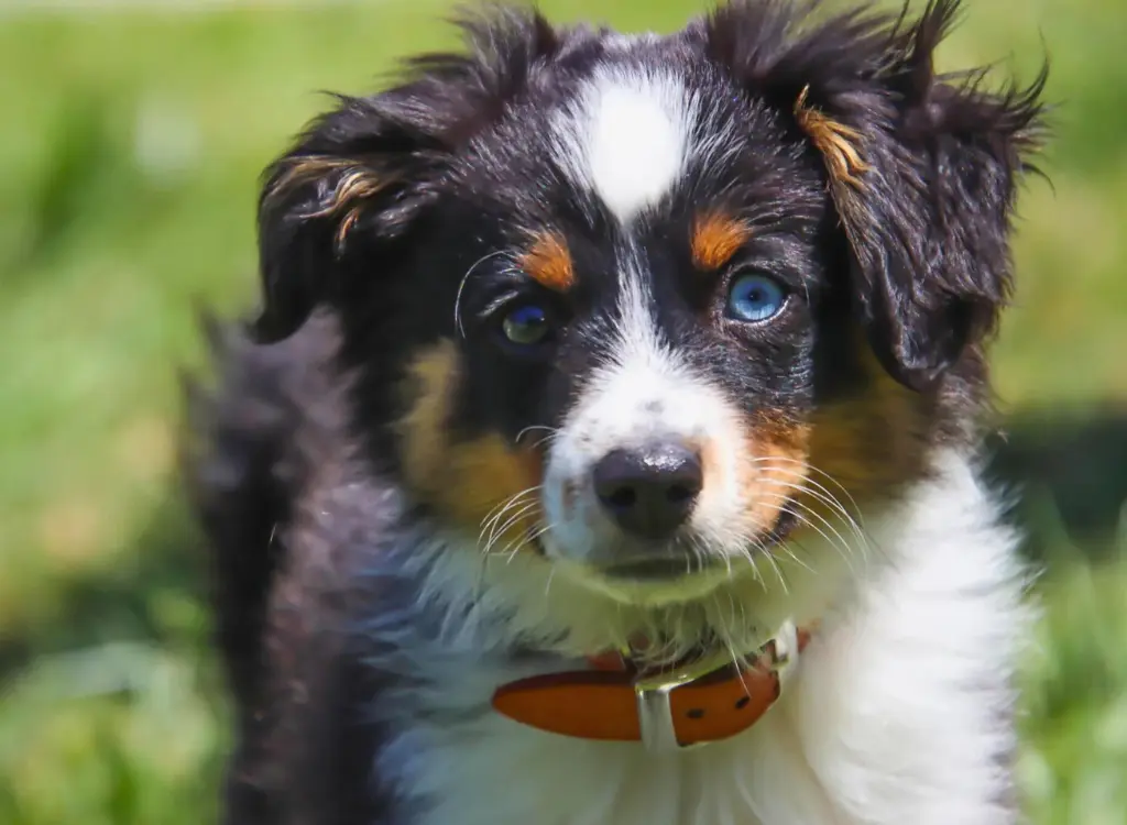 Cuccioli di Pastore Australiano - un piccolo cane con il collare rosso e la faccia bianca