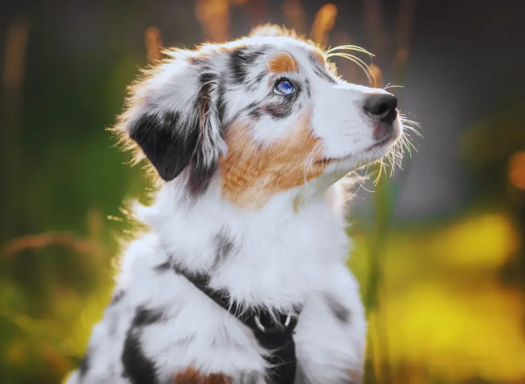 Cuccioli di Pastore Australiano 9