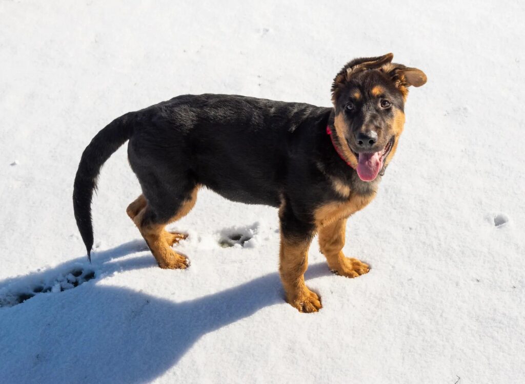 Cuccioli di Pastore Tedesco - un piccolo cane in piedi nella neve