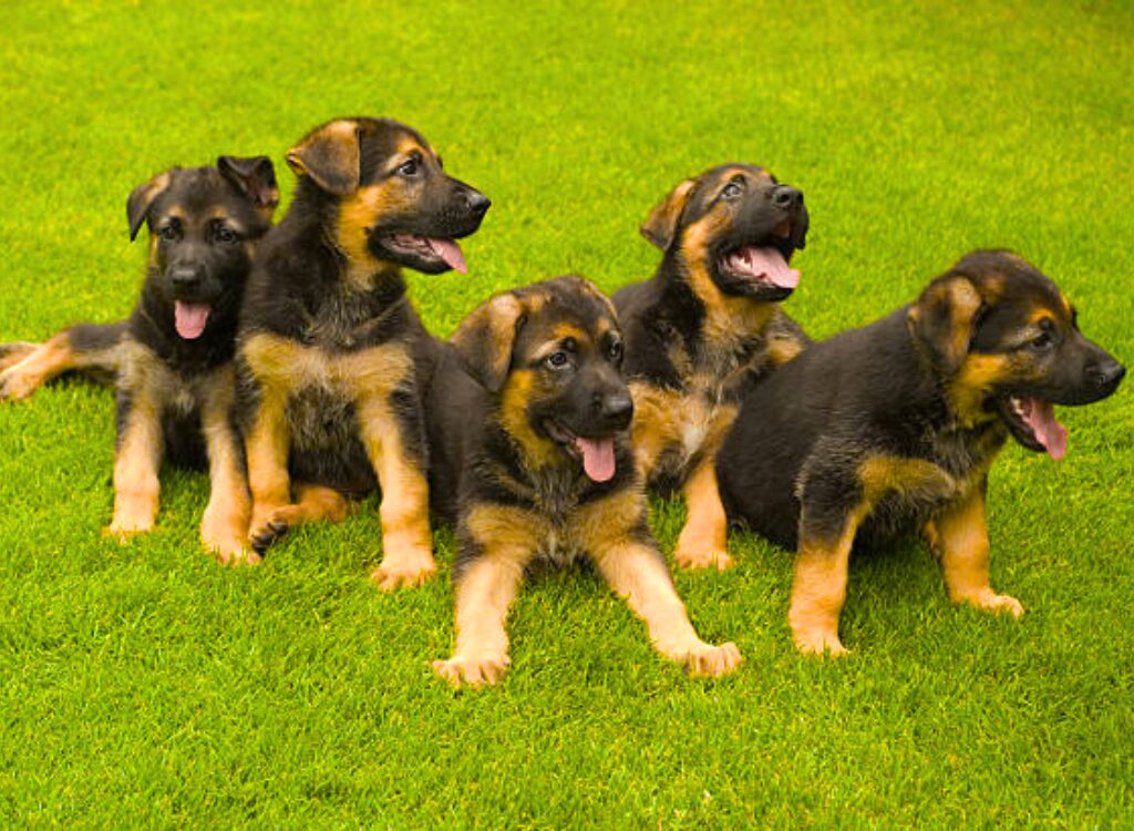 Cuccioli di Pastore Tedesco - un gruppo di cinque cuccioli che giocano in giardino