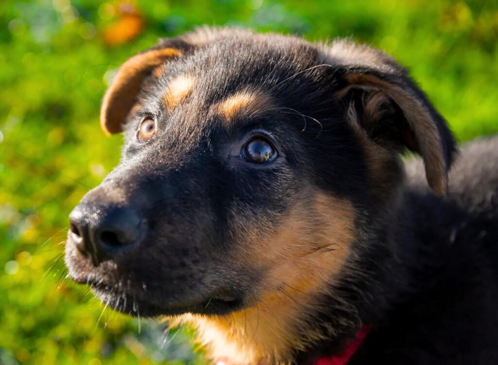 Cuccioli di Pastore Tedesco - un cane con un collare rosso che guarda in alto