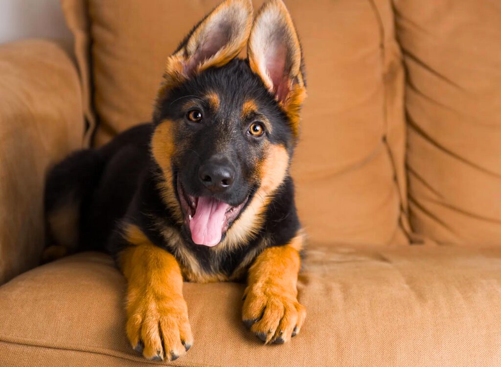 Cuccioli di Pastore Tedesco - un cane sdraiato su un divano con la lingua fuori