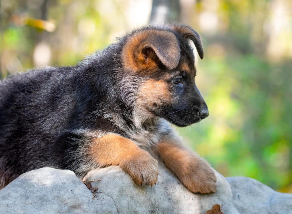 Cuccioli di Pastore Tedesco - un cane sdraiato su una roccia nel bosco