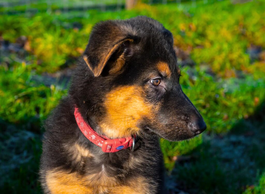 Cuccioli di Pastore Tedesco - un piccolo cane seduto nell'erba