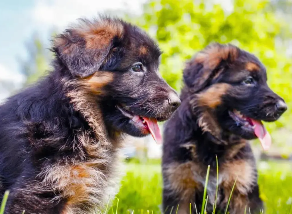 Cuccioli di Pastore Tedesco - due cuccioli che giocano nell'erba