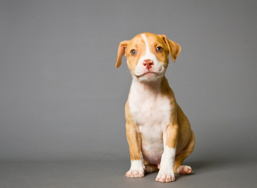 Cuccioli di Pit Bull - un piccolo cane seduto su una superficie grigia