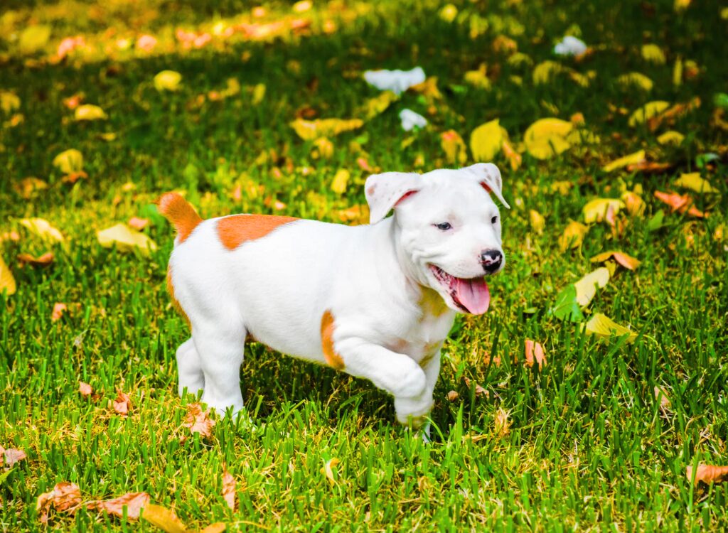 Cuccioli di Pit Bull - un piccolo cane bianco che corre attraverso l'erba