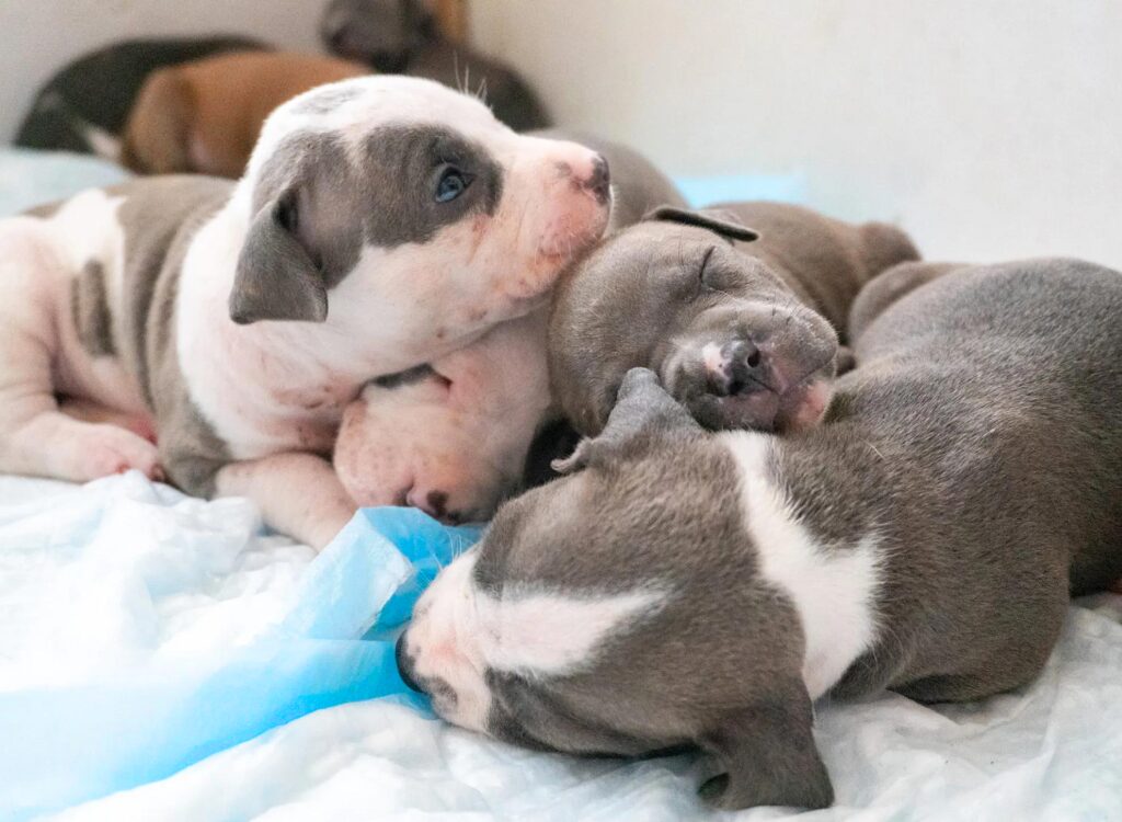 Cuccioli di Pit Bull - un gruppo di cuccioli che dormono insieme