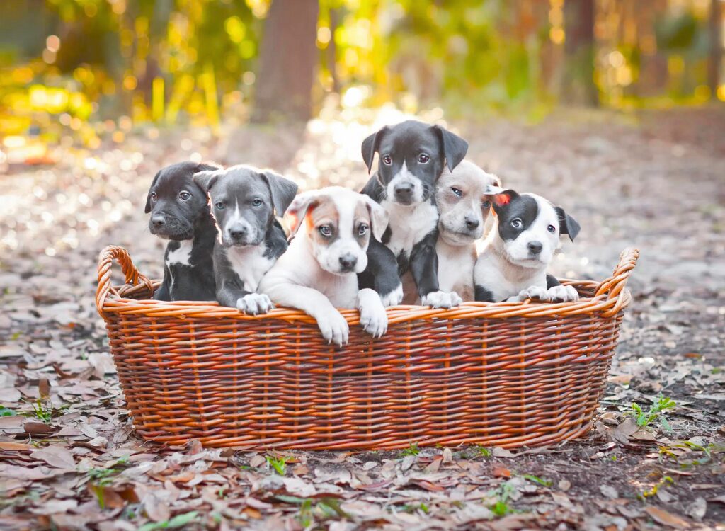 Cuccioli di Pit Bull - sei cuccioli in un cestino