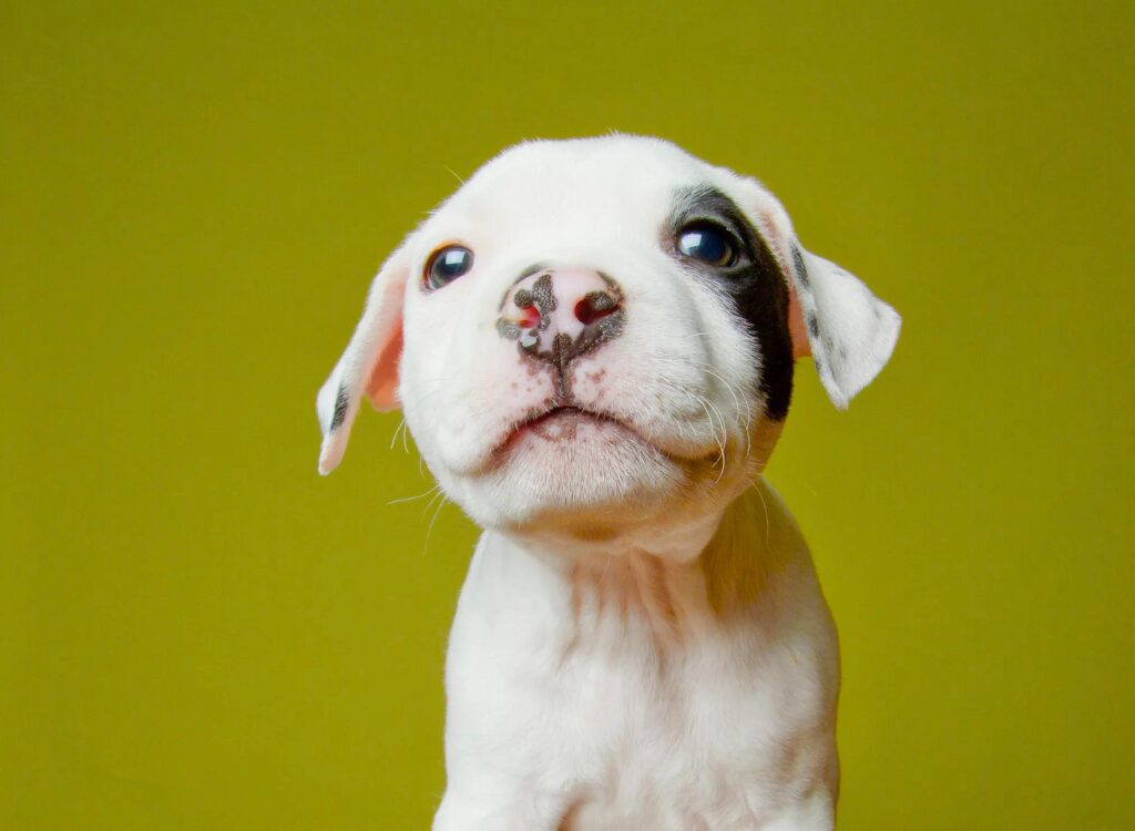 Cuccioli di Pit Bull - un cucciolo che guarda la telecamera