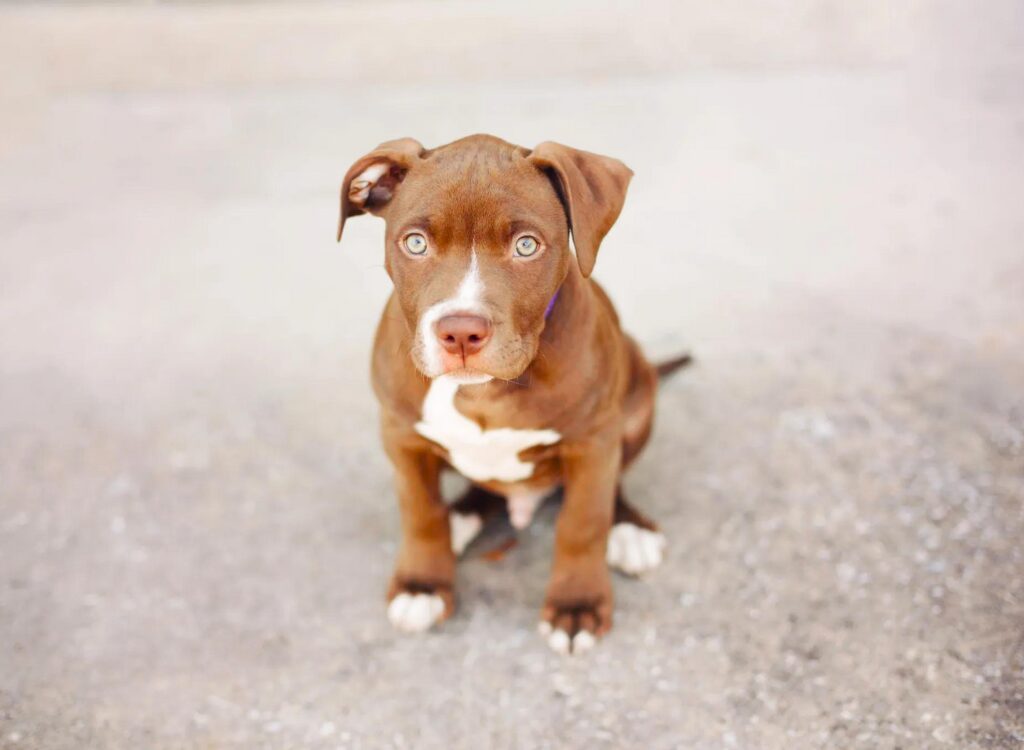 Cuccioli di Pit Bull - un cane marrone e bianco seduto sulla strada cementata