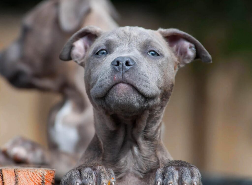 Cuccioli di Pit Bull - un cane che guarda la telecamera