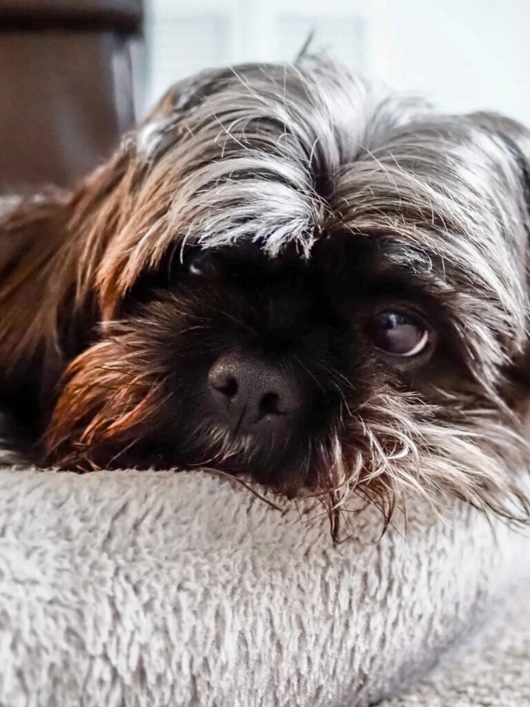 Cuccioli di Shorkie - un cagnolino sdraiato su un divano