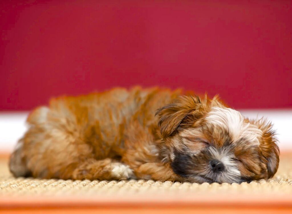 Cuccioli di Shorkie - un cagnolino sdraiato su un tappeto