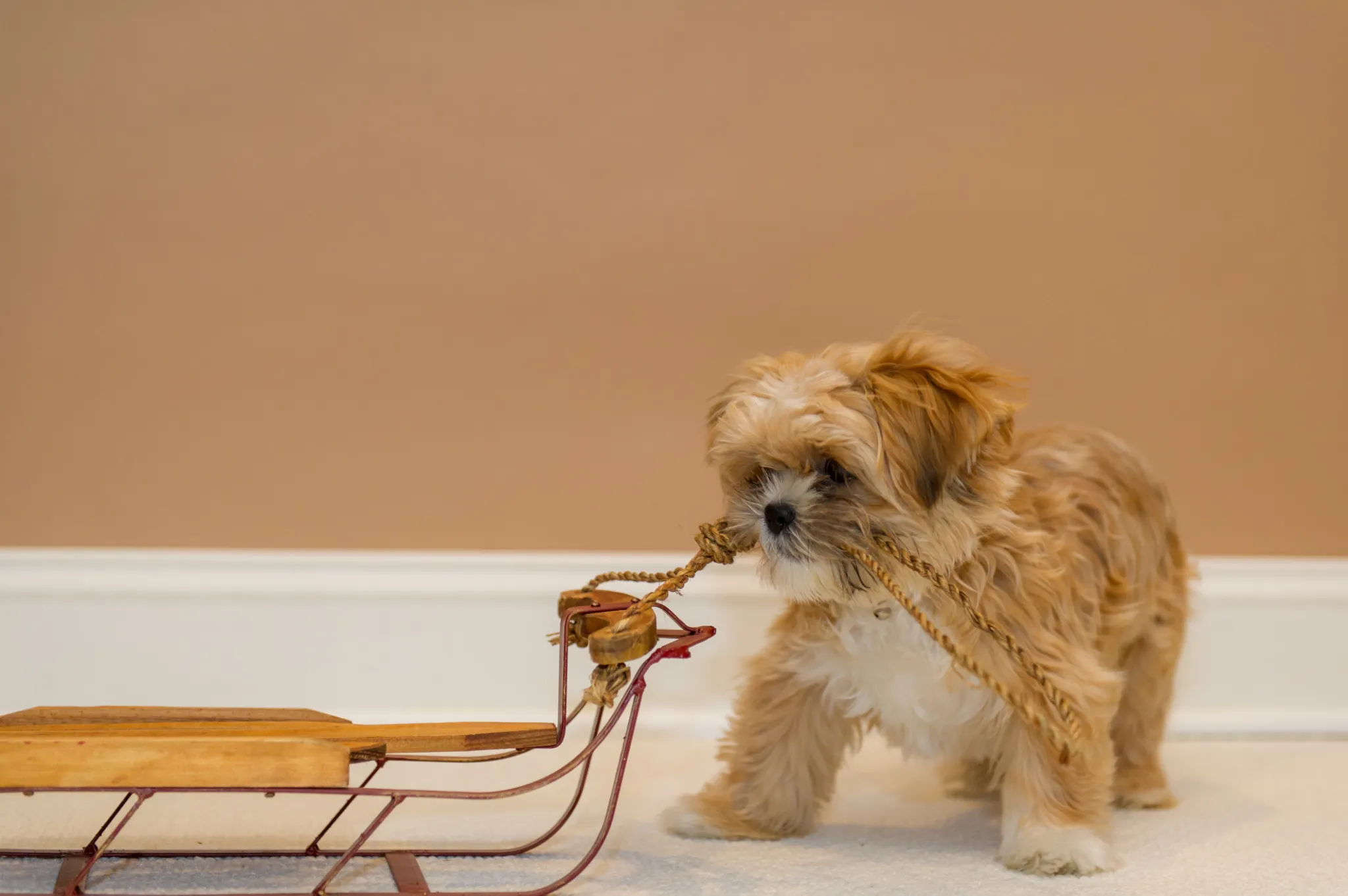 Cuccioli di Shorkie - un cagnolino sta giocando con un venditore di giocattoli