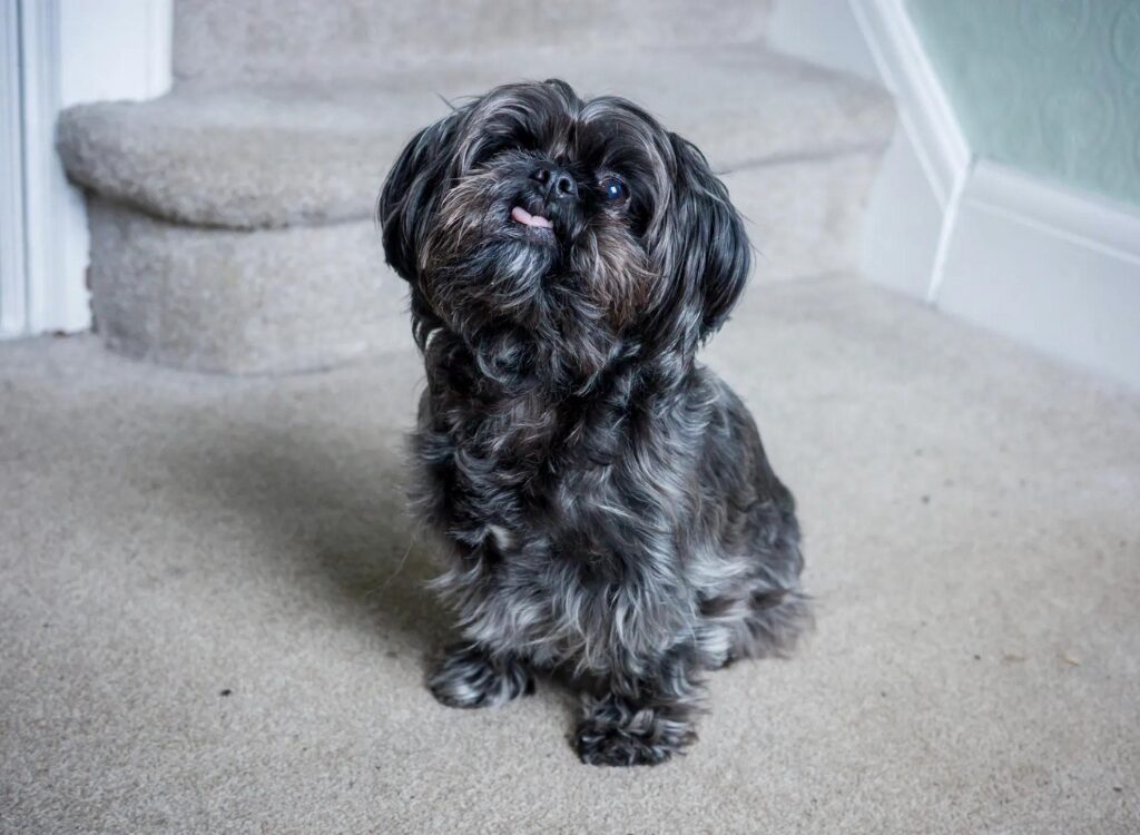 Cuccioli di Shorkie - un piccolo cane nero seduto sul pavimento