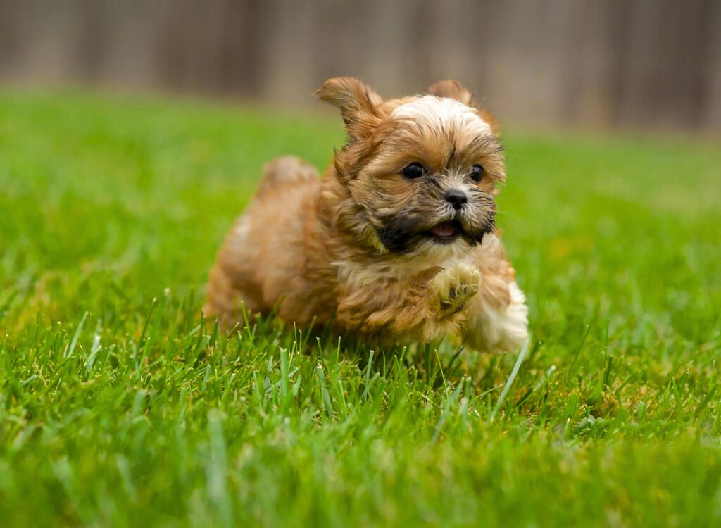 Cuccioli di Shorkie - un cagnolino che corre nell'erba