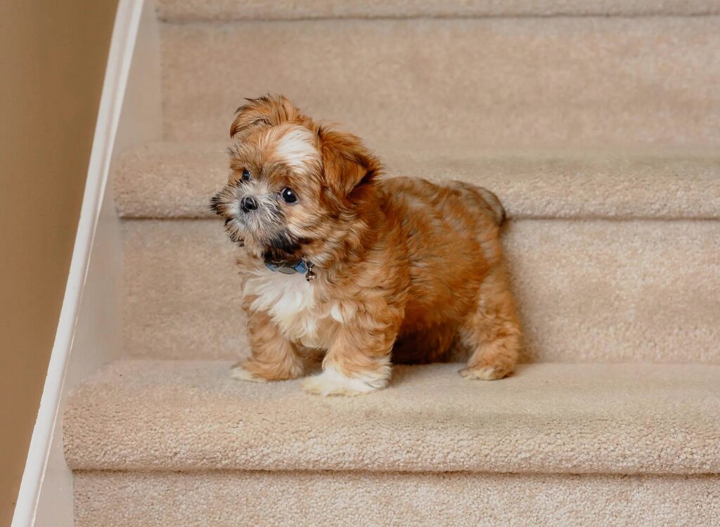 Cuccioli di Shorkie - un cagnolino seduto sulle scale