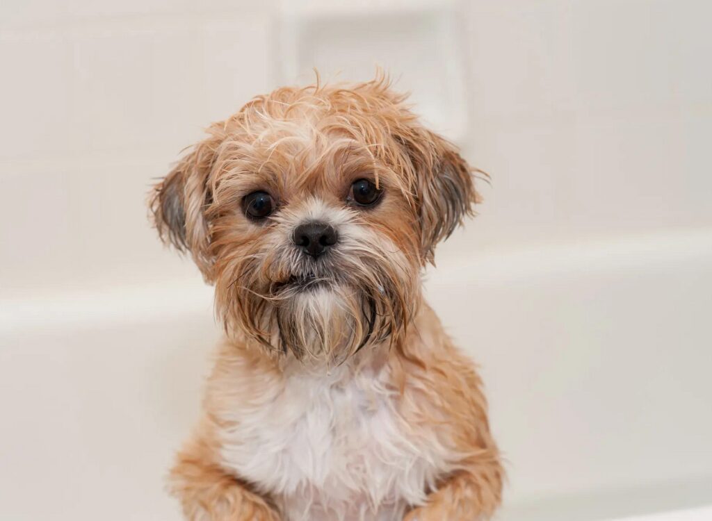 Cuccioli di Shorkie - un cagnolino seduto in una vasca da bagno