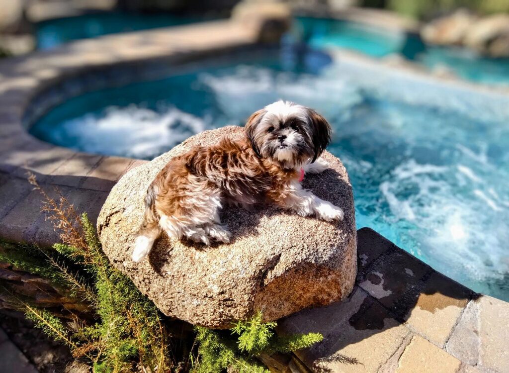 Cuccioli di Shorkie - un cane seduto sulla cima di una roccia vicino a una piscina