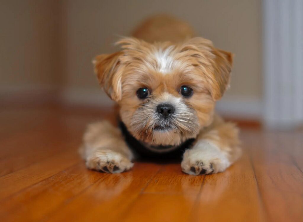 Cuccioli di Shorkie - un cagnolino sdraiato sul pavimento